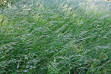 《火焰纹章：结合》偷跑ROM显示更换游戏引擎